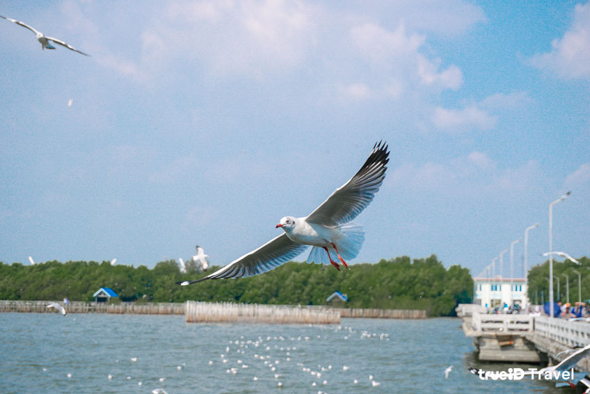 บางปู